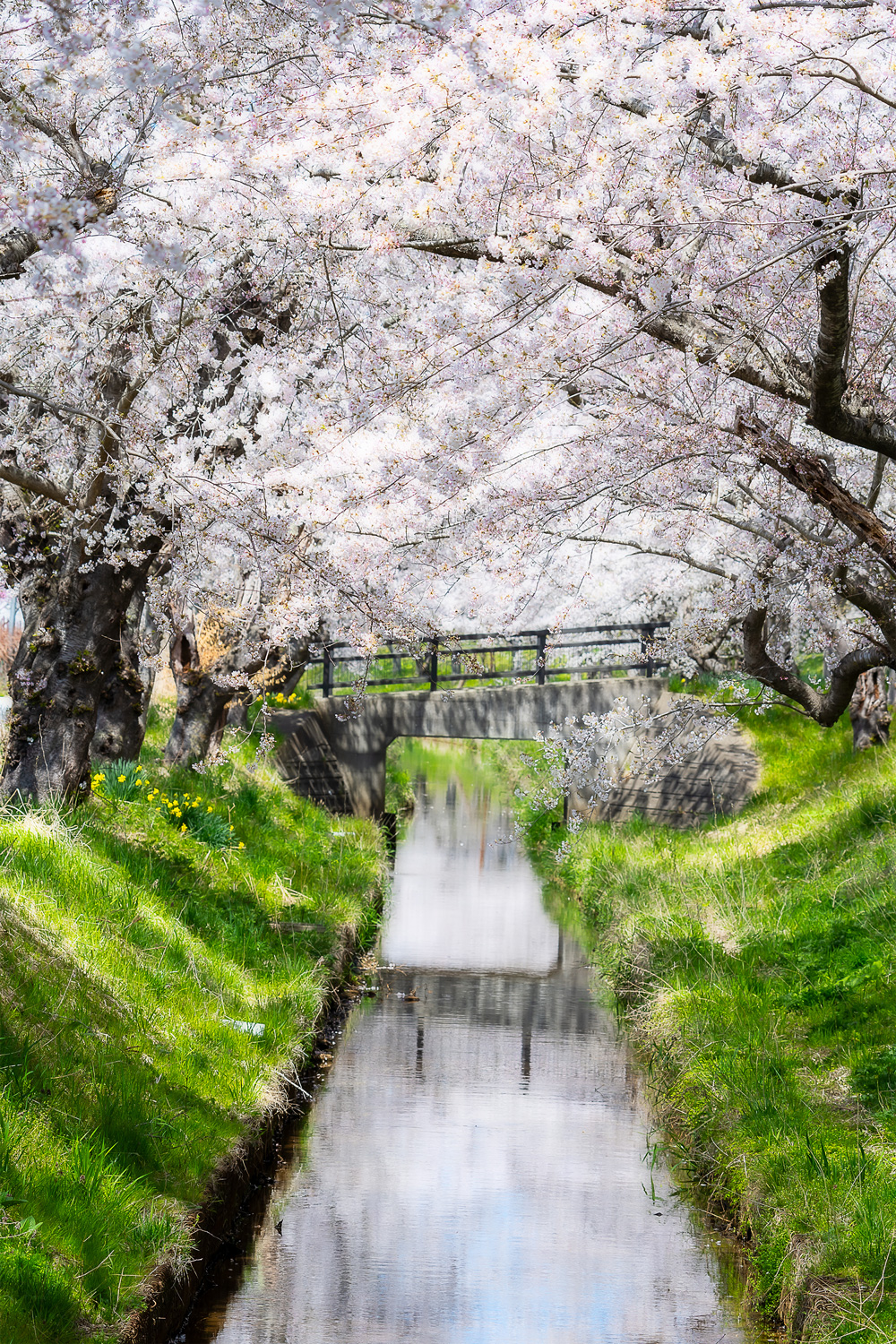 東北町　小川原湖の桜並木01