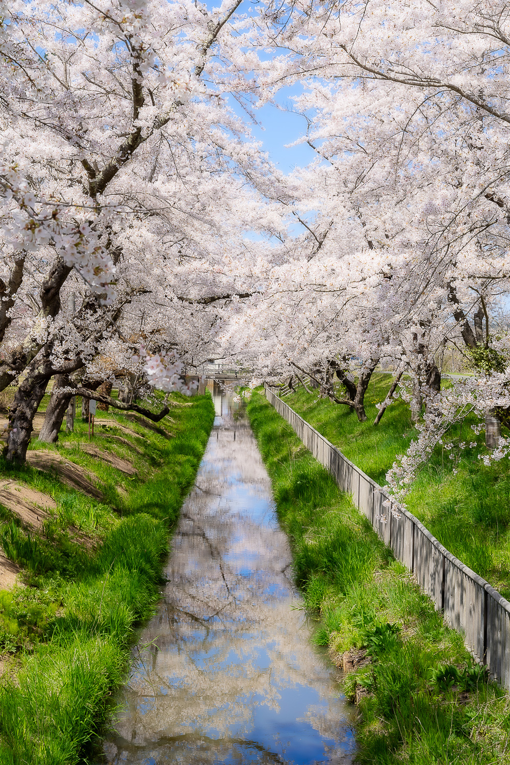 東北町　小川原湖の桜並木02