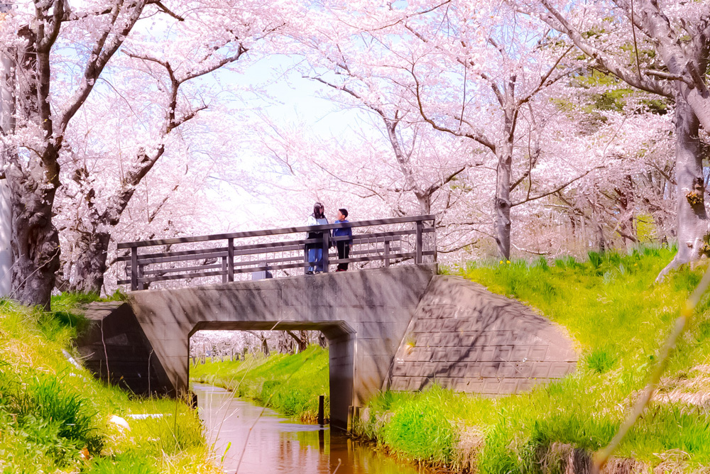 東北町　桜並木